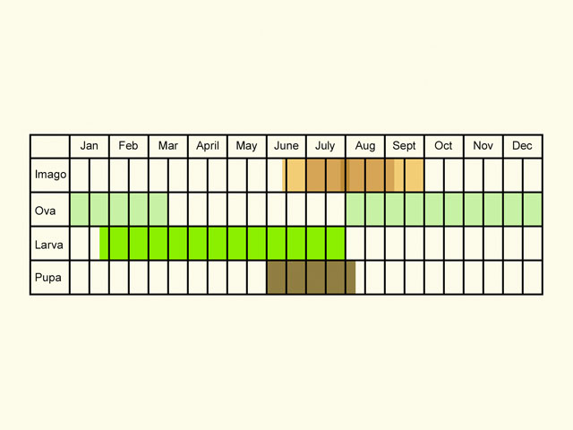  Life stages table Copyright Martin Evans 