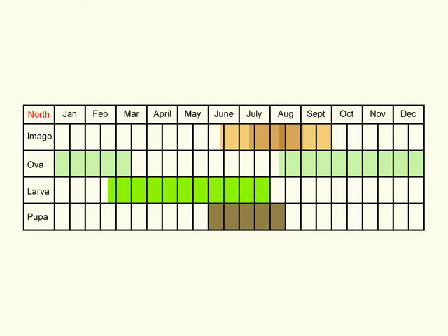  Life stages table Copyright Martin Evans 