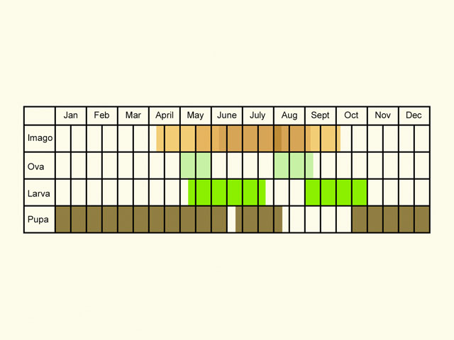  Life stages table Copyright Martin Evans 