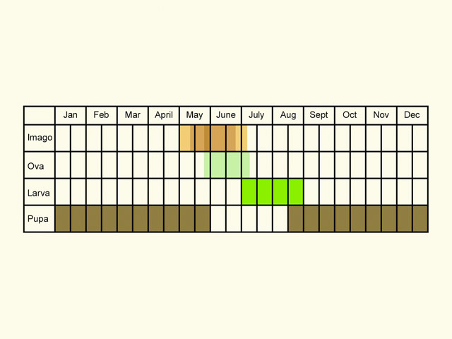  Life stages table Copyright Martin Evans 