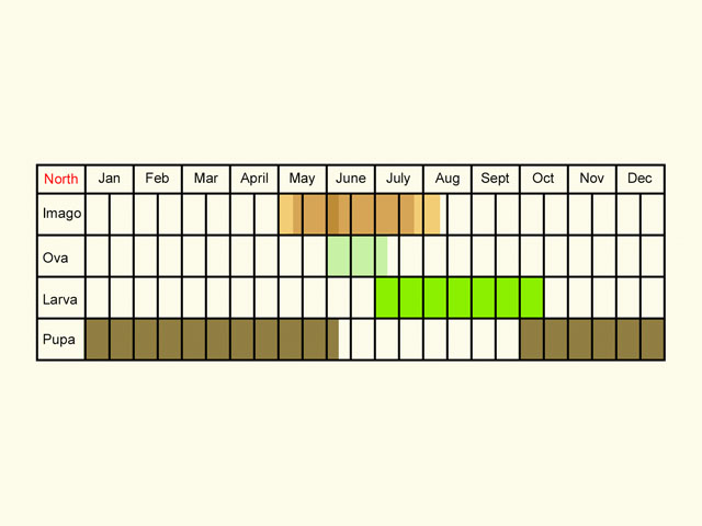  Life stages table Copyright Martin Evans 