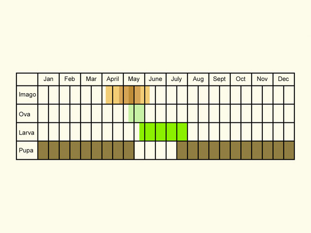  Life stages table Copyright Martin Evans 