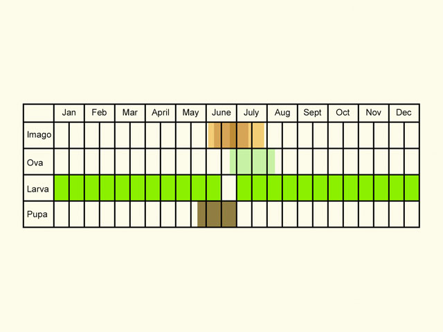  Life stages table Copyright Martin Evans 