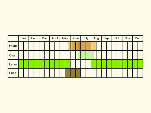  Life stages table Copyright Martin Evans 