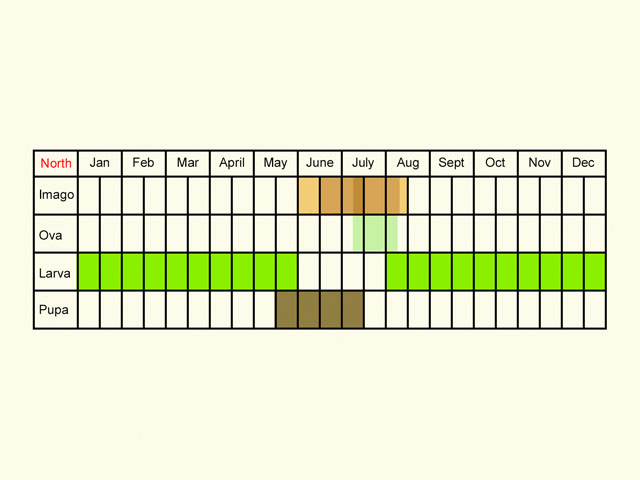  Life stages table Copyright Martin Evans 