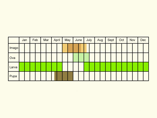  Life stages table Copyright Martin Evans 
