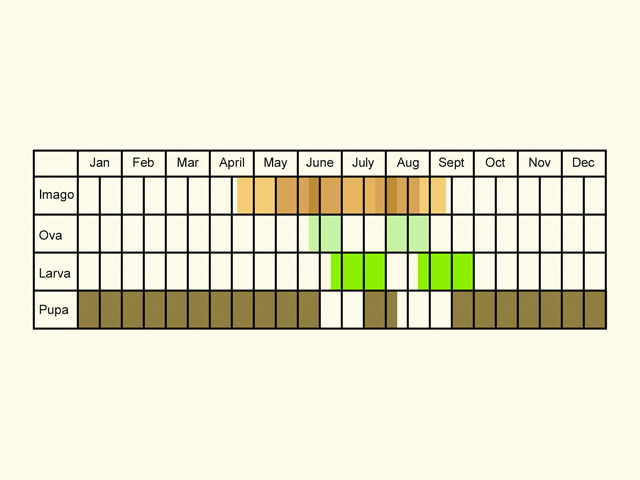  Life stages table Copyright Martin Evans 