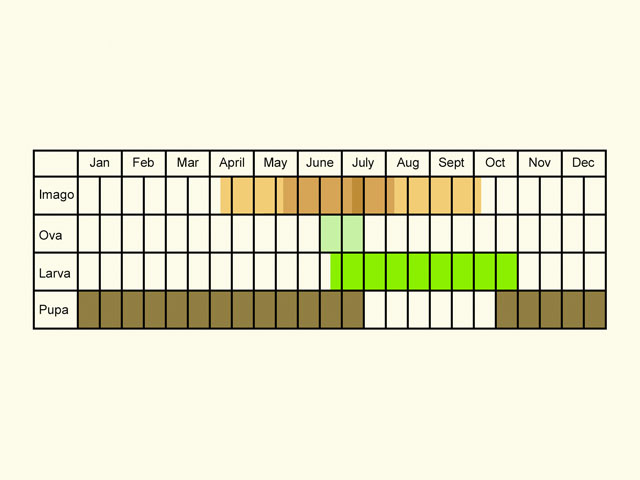  Life stages table Copyright Martin Evans 