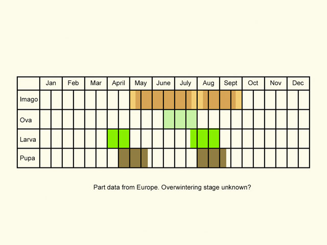  Life stages table Copyright Martin Evans 