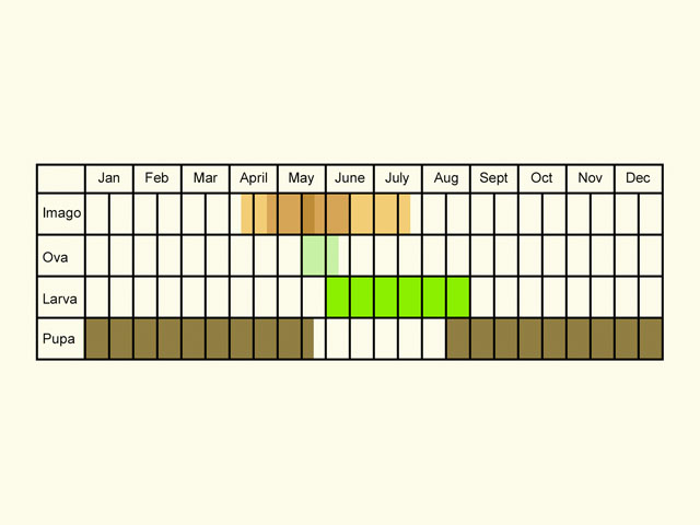  Life stages table Copyright Martin Evans 