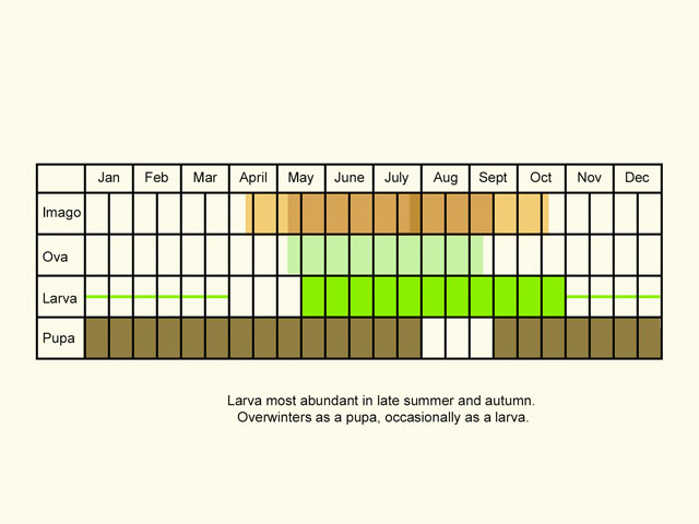  Life stages table Copyright Martin Evans 