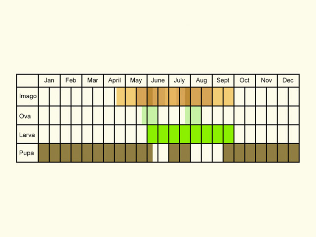  Life stages table Copyright Martin Evans 