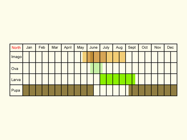  Life stages table Copyright Martin Evans 