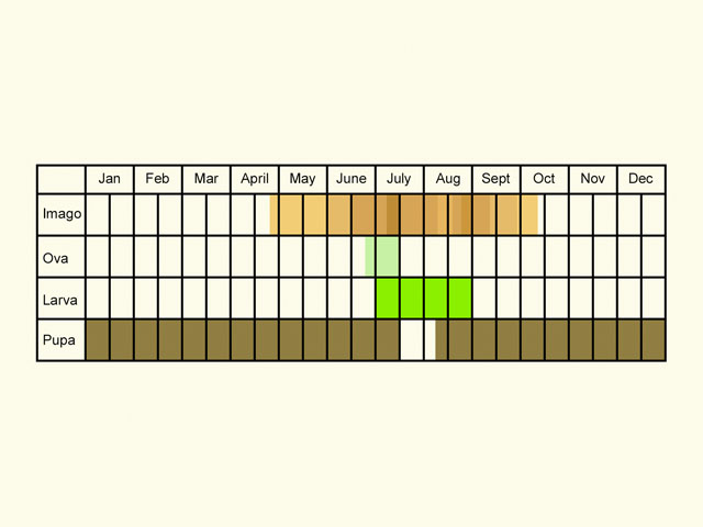  Life stages table Copyright Martin Evans 