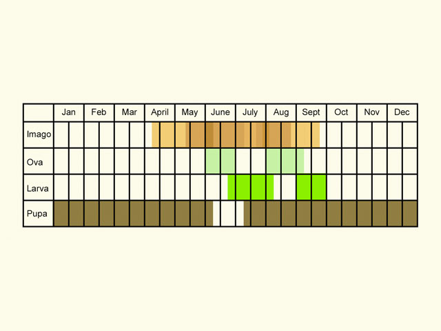  Life stages table Copyright Martin Evans 