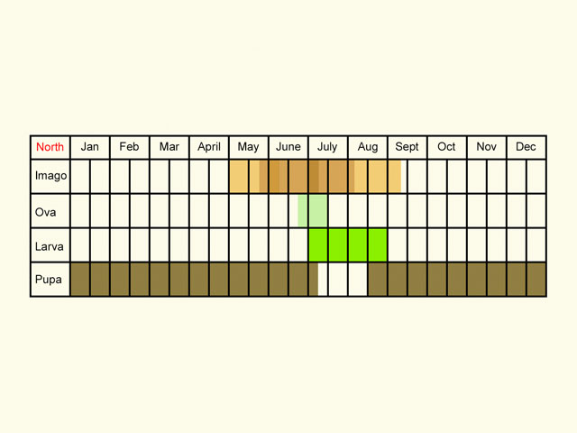  Life stages table Copyright Martin Evans 