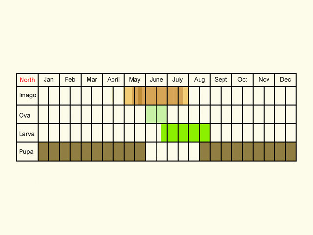  Life stages table Copyright Martin Evans 