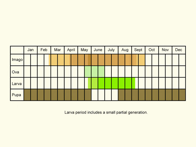  Life stages table Copyright Martin Evans 