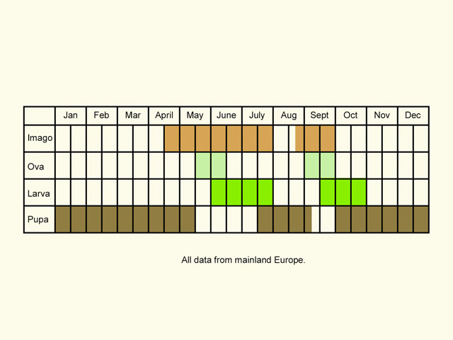  Life stages table Copyright Martin Evans 