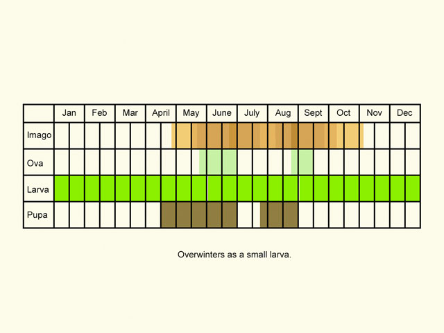  Life stages table Copyright Martin Evans 