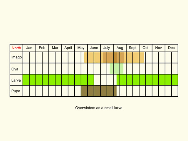  Life stages table Copyright Martin Evans 