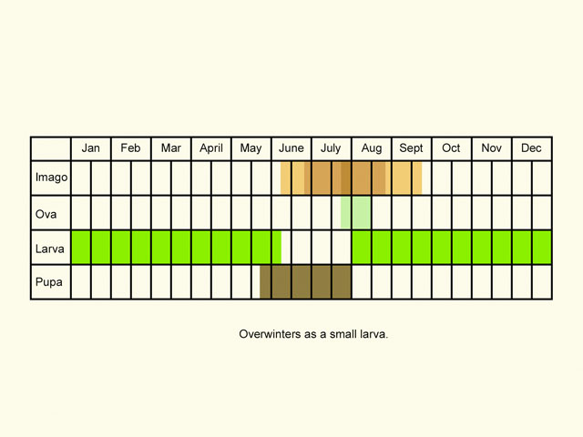  Life stages table Copyright Martin Evans 