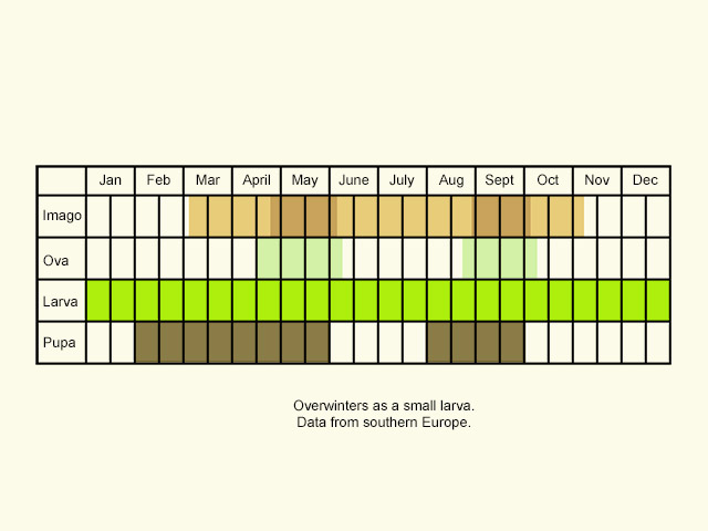  Life stages table Copyright Martin Evans 