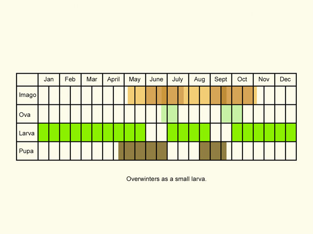  Life stages table Copyright Martin Evans 