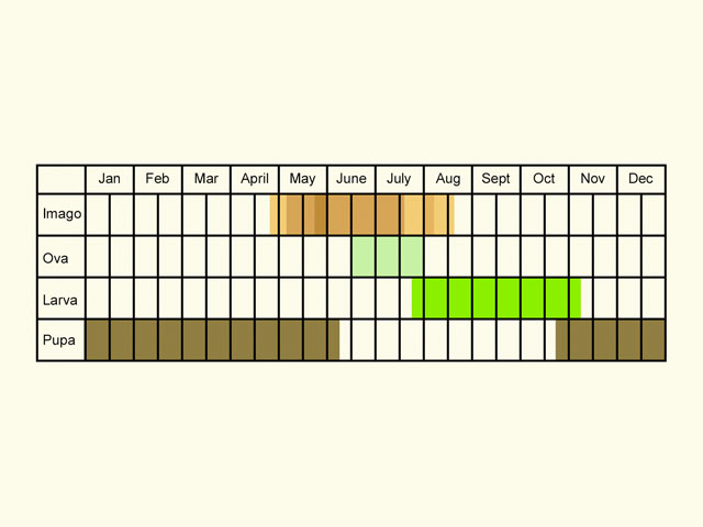  Life stages table Copyright Martin Evans 
