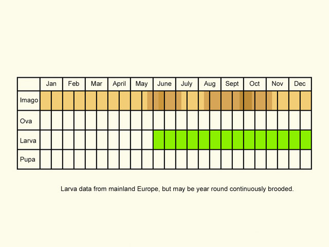  Life stages table Copyright Martin Evans 