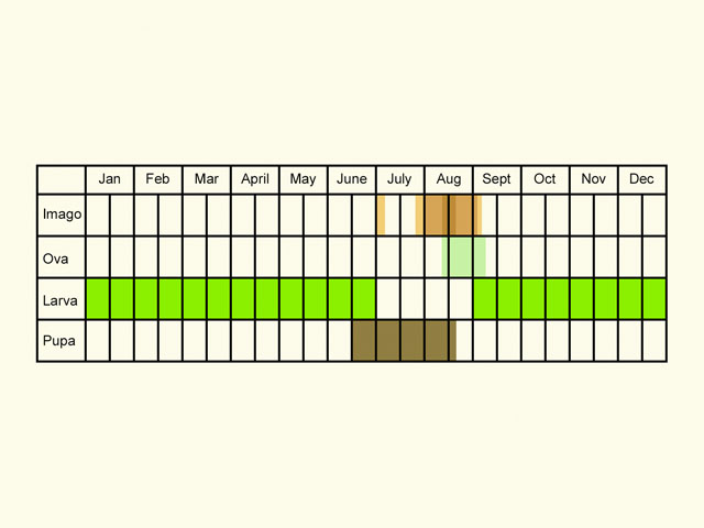  Life stages table Copyright Martin Evans 