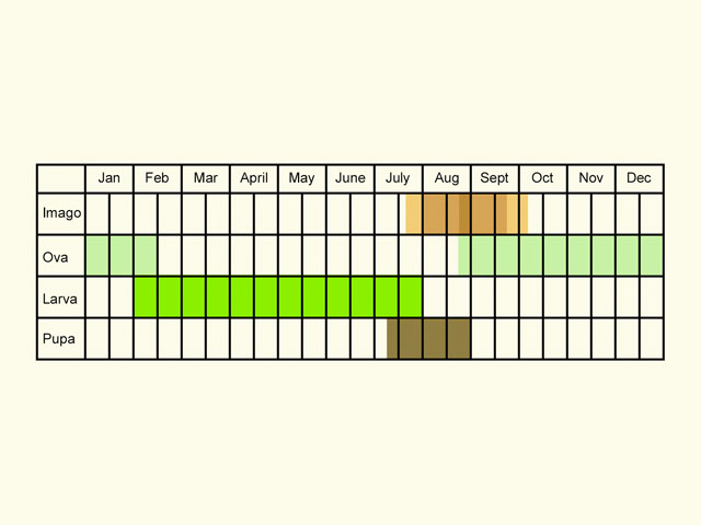  Life stages table Copyright Martin Evans 