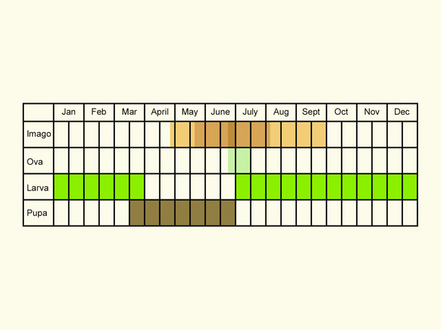  Life stages table Copyright Martin Evans 