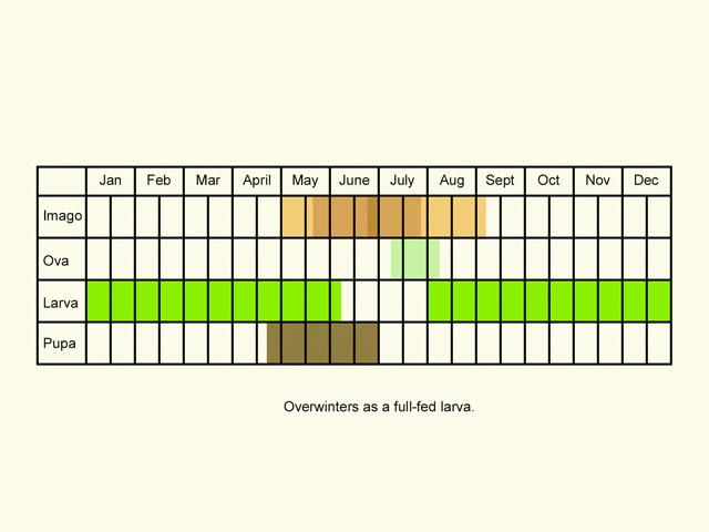  Life stages table Copyright Martin Evans 