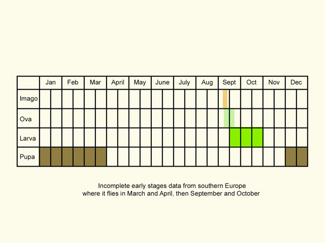 Life stages table Copyright Martin Evans 