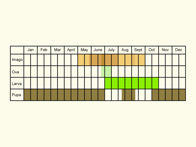  Life stages table Copyright Martin Evans 