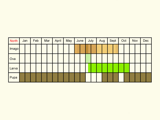  Life stages table Copyright Martin Evans 