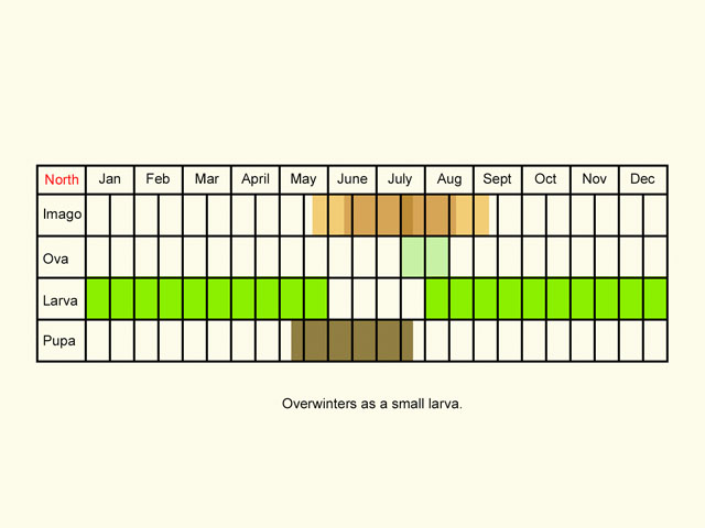  Life stages table Copyright Martin Evans 