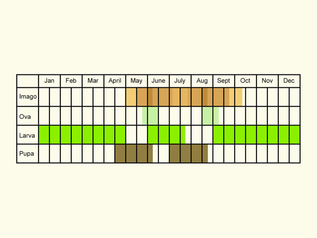  Life stages table Copyright Martin Evans 