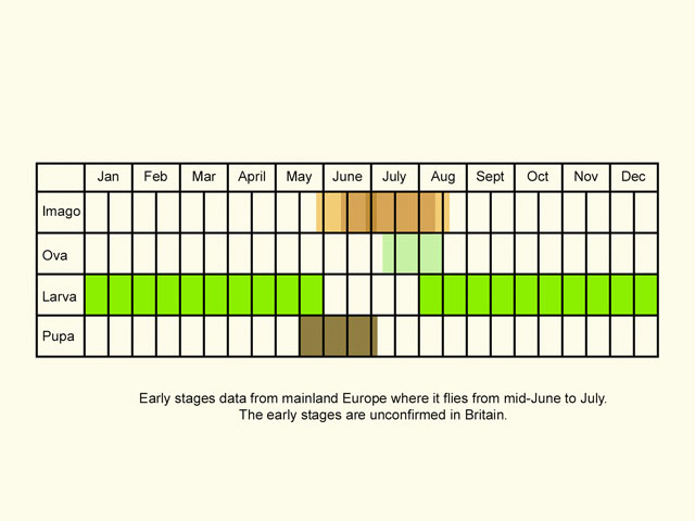  Life stages table Copyright Martin Evans 