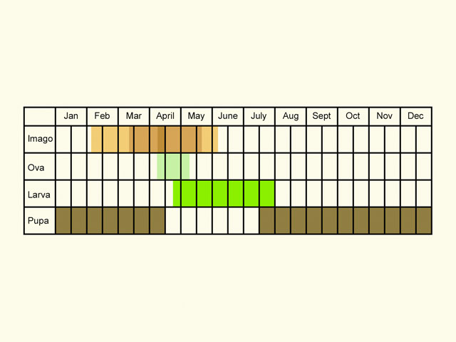  Life stages table Copyright Martin Evans 