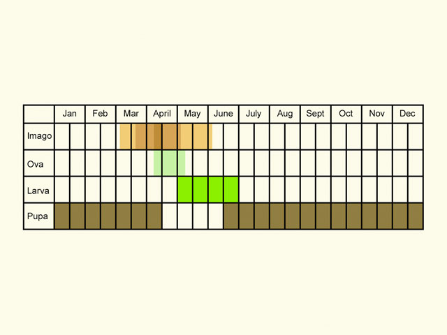  Life stages table Copyright Martin Evans 