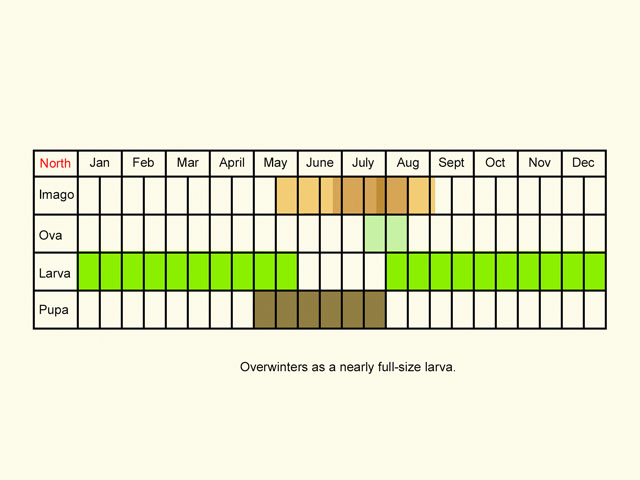  Life stages table Copyright Martin Evans 