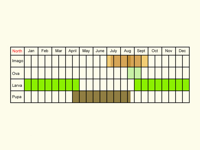  Life stages table Copyright Martin Evans 