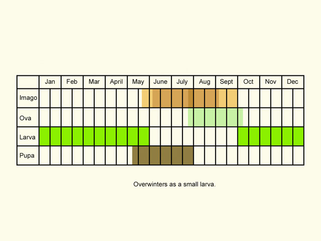  Life stages table Copyright Martin Evans 