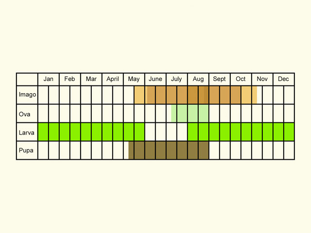  Life stages table Copyright Martin Evans 