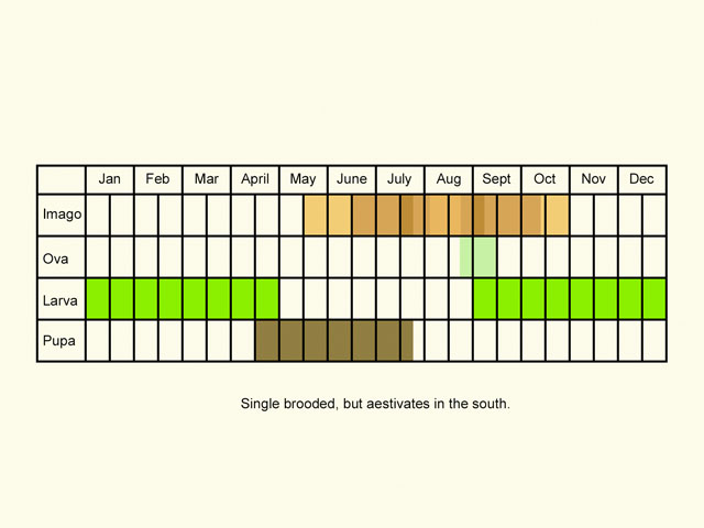  Life stages table Copyright Martin Evans 