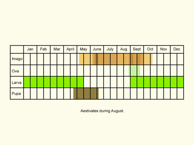  Life stages table Copyright Martin Evans 
