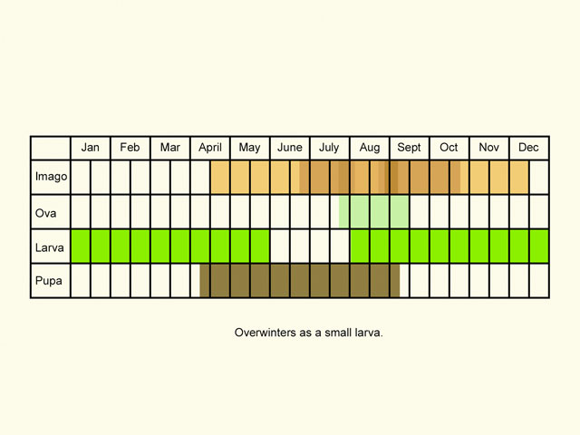  Life stages table Copyright Martin Evans 