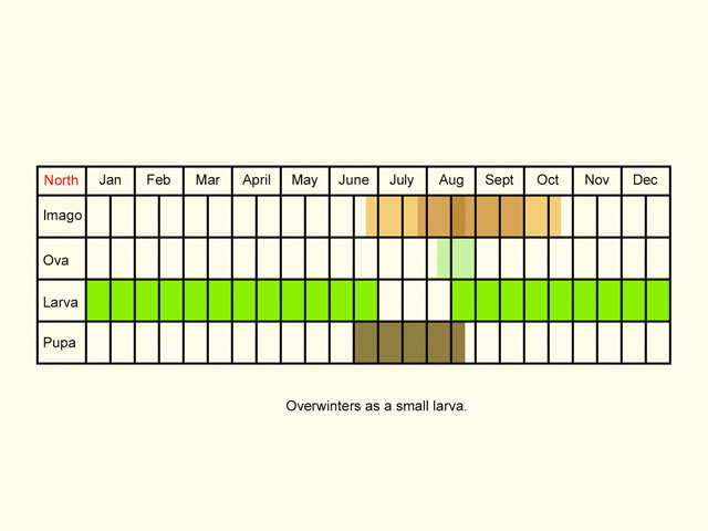  Life stages table Copyright Martin Evans 
